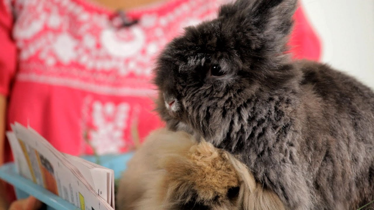 What to Consider before Buying a Rabbit | Pet Rabbits