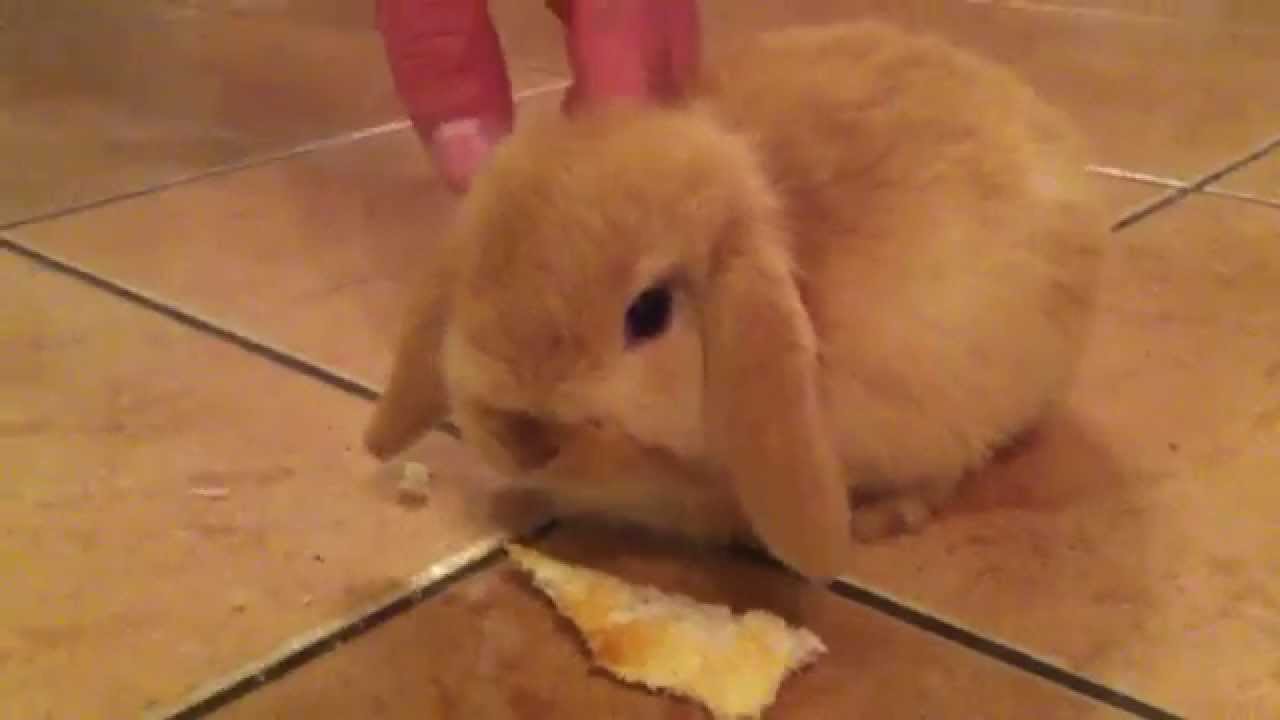 Cute 8 week old - mini lop rabbit eating HD