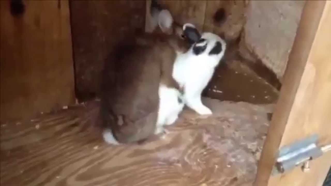 funny videos animal cute rabbit