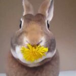 A cute rabbit eating dandelion from the stem to the inflorescence with taste.:)))
