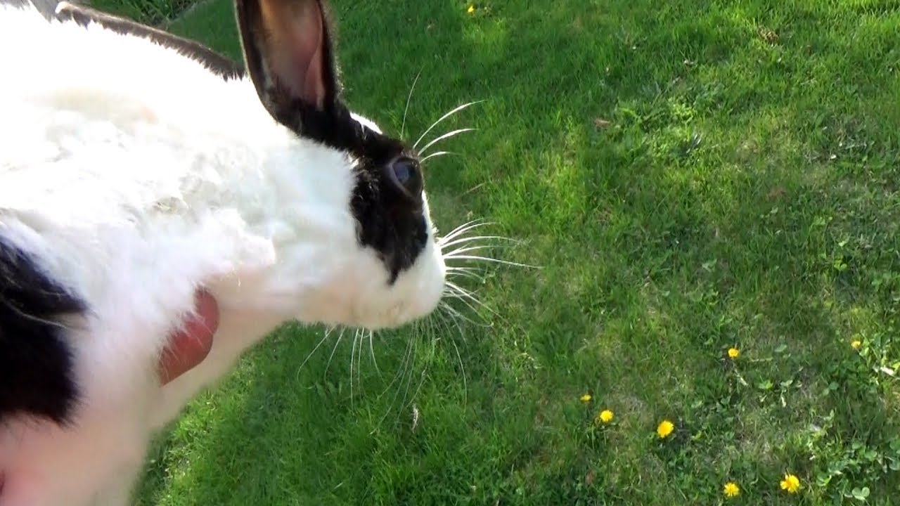 Rabbit Eating a Dandelion: Choosing a Flower