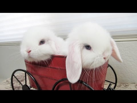 Baby Bunnies in a Mini Wagon!