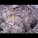 Meet Cute Rabbit and her kids