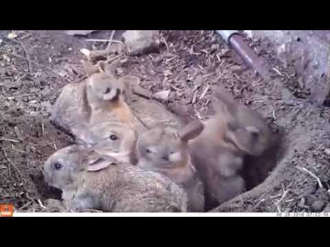 Meet Cute Rabbit and her kids