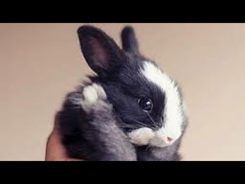 Little Baby Bunnies are adorable and are Fluffy and Cute.