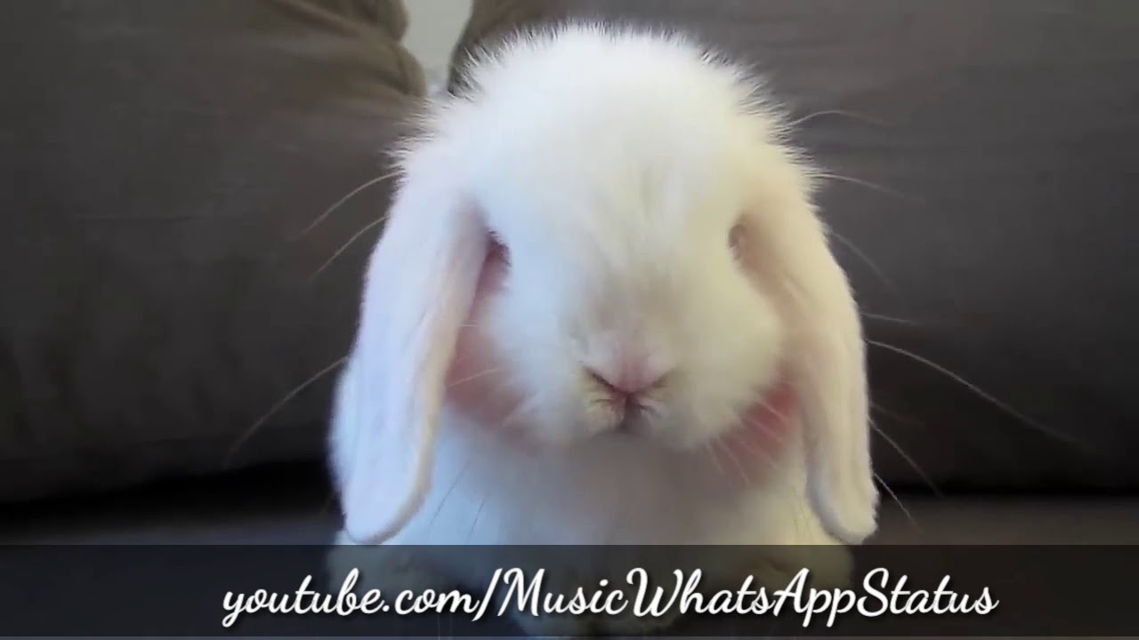 Cute Baby Bunny Washing Her Face || WhatsApp Status || cute rabbit || bunny rabbit