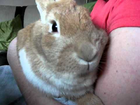Cute rabbit licking arm