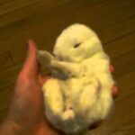 Cute bunny, so small it fits right in your hand.