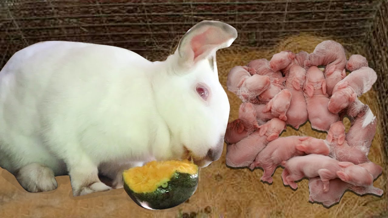 RABBIT FARMING- How many days can FEMALE RABBIT be bred again after  weaning the babies?