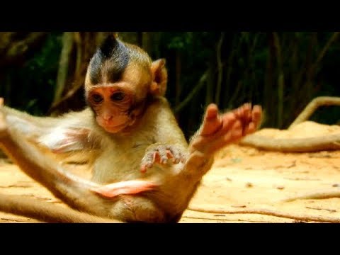 Cute baby monkey Lola play alone till fall upside