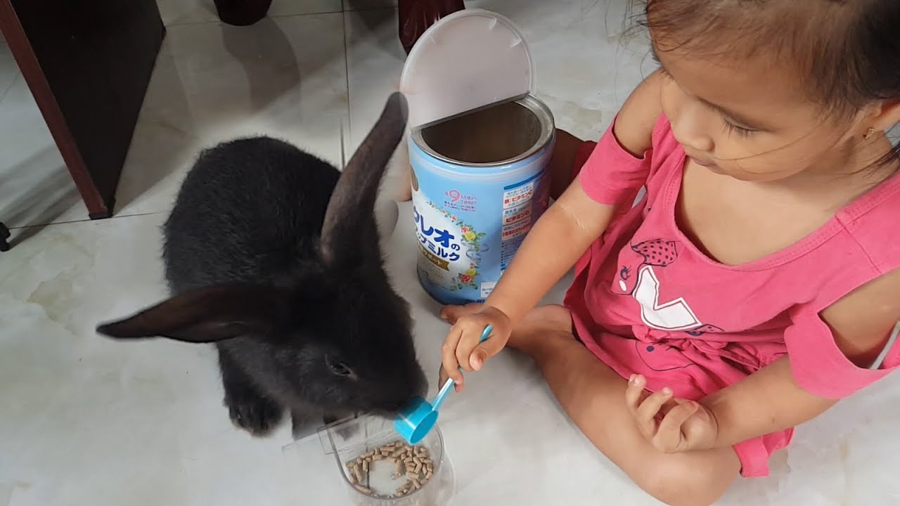 Cute Rabbit Eating Food by Baby - Animal Video