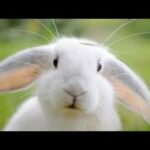 Cute White Rabbit | Funny Reactions Rabbit | Angora Bunny | Domestic Rabbit | Female Rabbit |