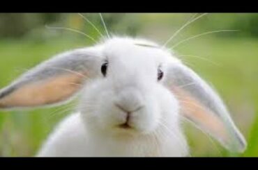 Cute White Rabbit | Funny Reactions Rabbit | Angora Bunny | Domestic Rabbit | Female Rabbit |