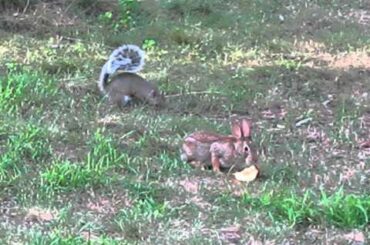 Rabbit vs. Squirrel