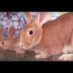 Rabbit breeds and Rabbit rearing, Kerala