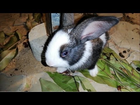 Cute Baby Bunnies #1 - Cute Rabbits