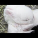 Newborn Bunnies - OMG CUTE!