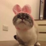 cute bunny ears cat