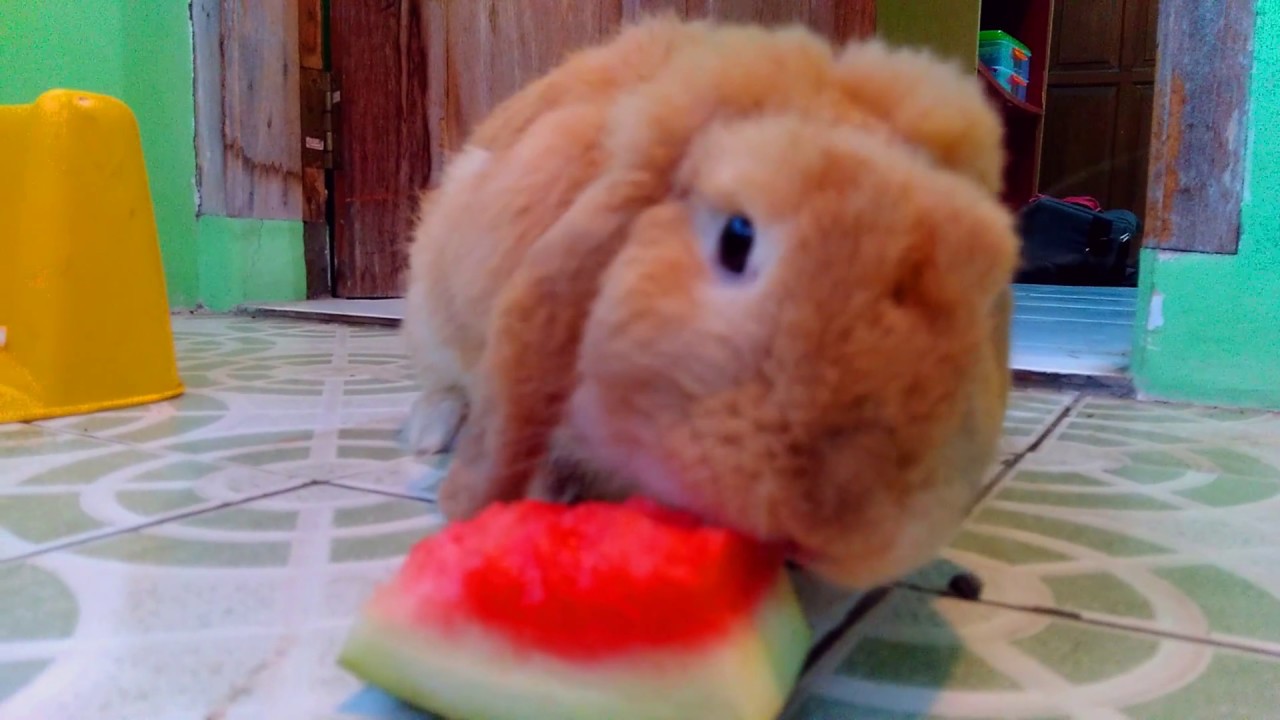 Sammy The Cute Bunny Eating Watermelon