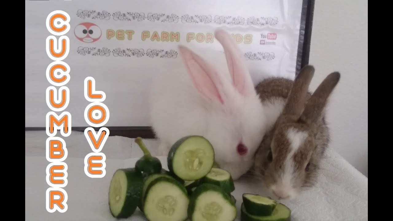 RABBİT EATS CUCUMBER ASMR- Cute rabbits Romeo and juliet