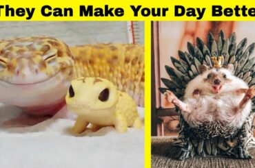 Cute Animals To Make Your Day Better