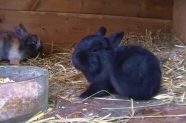 Baby Kaninchen - Baby Bunnies