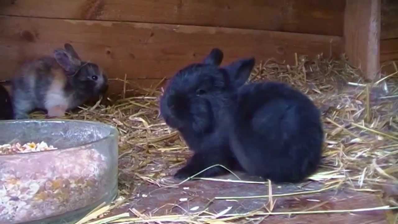 Baby Kaninchen - Baby Bunnies