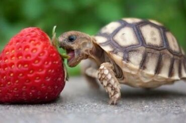Funny Turtles – Cute Tortoises Video – Funny Turtle & Cute Tortoise Videos