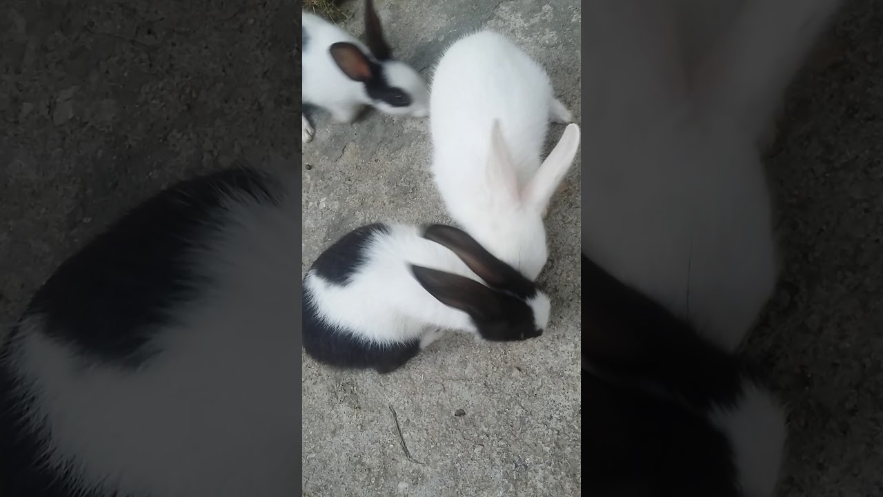 Cute bunnies fights for guava