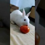 Cute Rabbit - Stuart