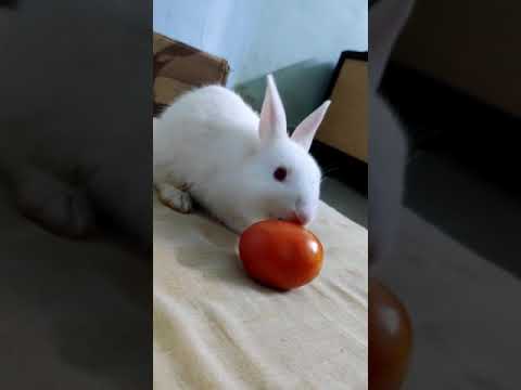 Cute Rabbit - Stuart