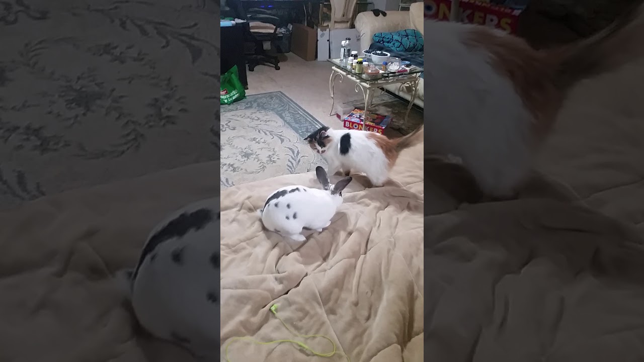 Bunny chasing Cat