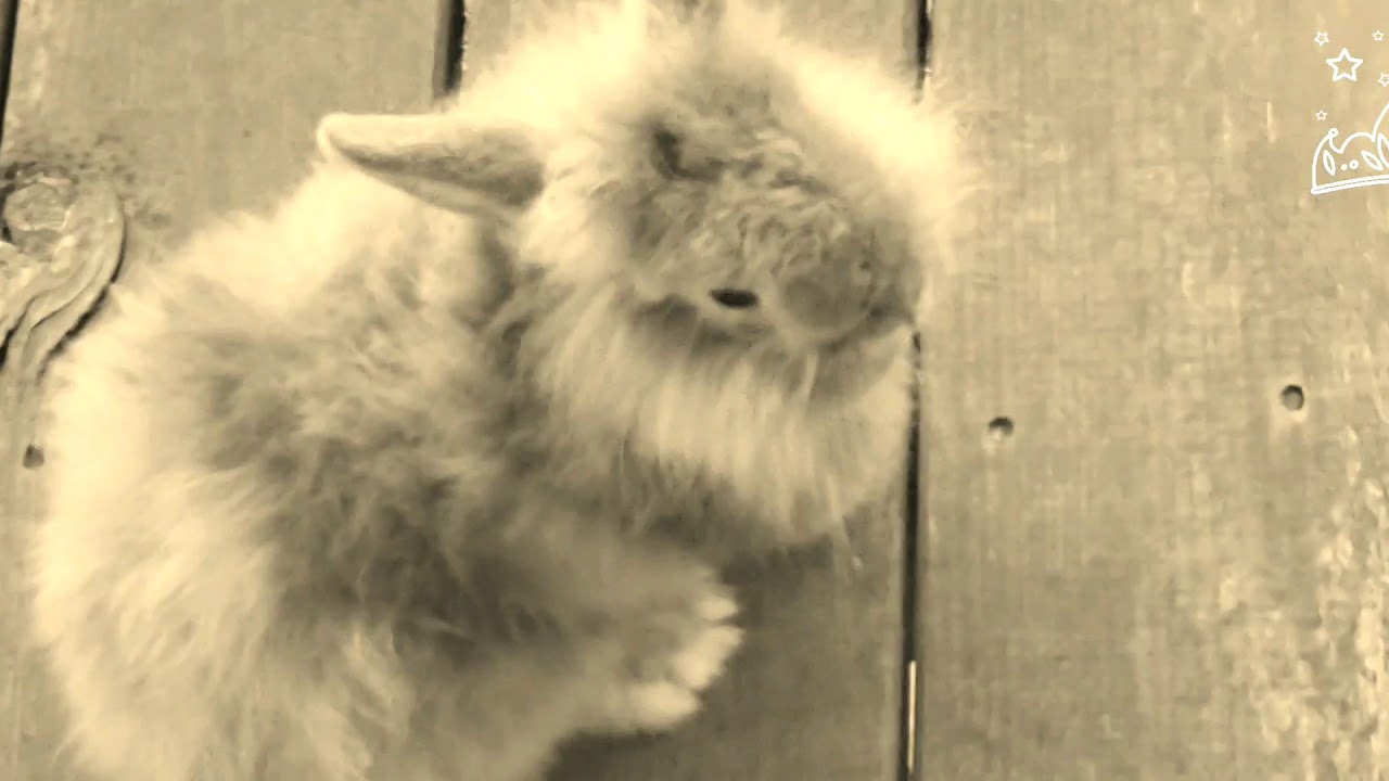 Cute bunny :o