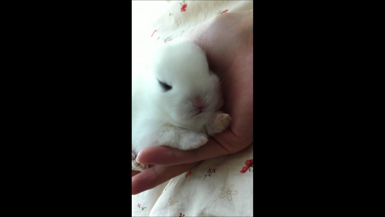 Cute Baby Bunny Sleeping