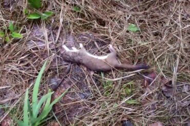 Weasel attacked the cute baby rabbit