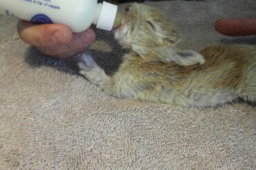 Bottle Feeding Adorable Baby Bunnies at 2 weeks