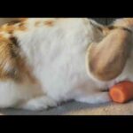 Rosalientje is a cute rabbit, loves to eat