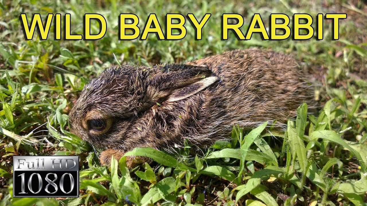 Wild Baby Rabbit in the neighbor's yard - Cute Wild Baby Rabbit