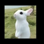I ❤ Baby Bunnies – Cute Rabbit Videos