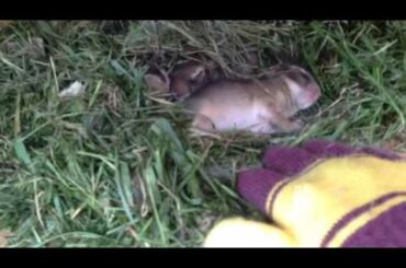 Baby rabbit Bunny Nest So Sweet Cute