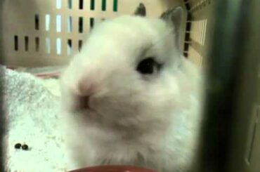 Cutest Baby Bunny Rabbit's Little Mouth Chewing and Eating