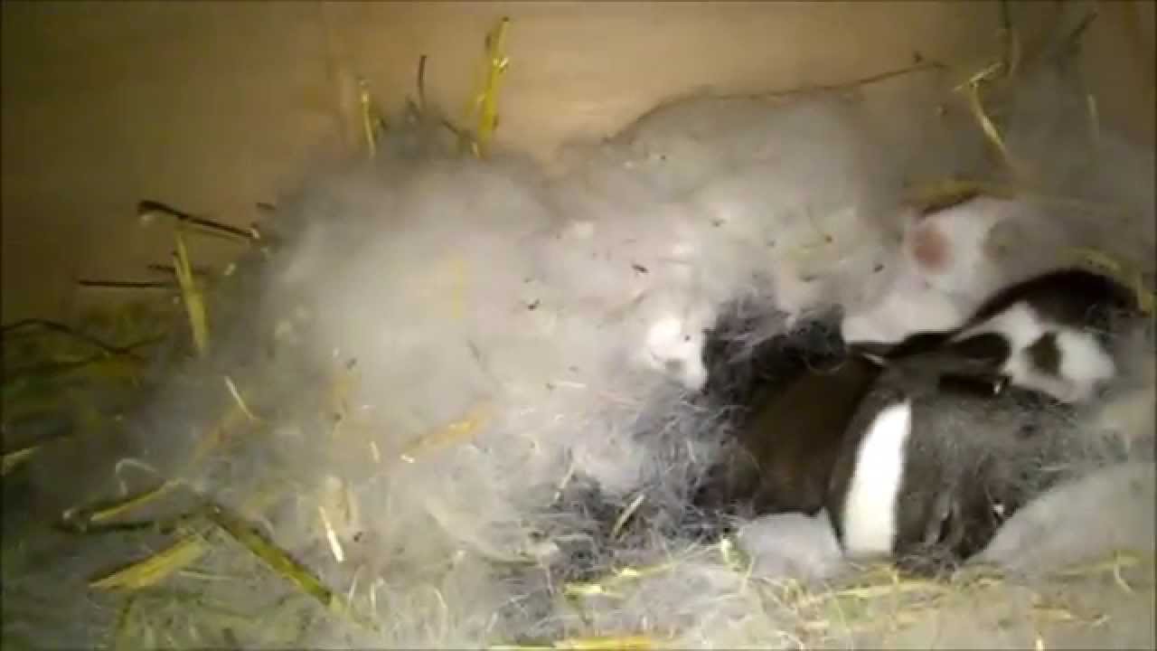Littles rabbits Sleeps on Rabbit Nest Box THE CUTEST VIDEO EVER