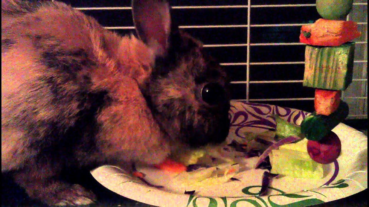 Cute bunny eating salad then burps