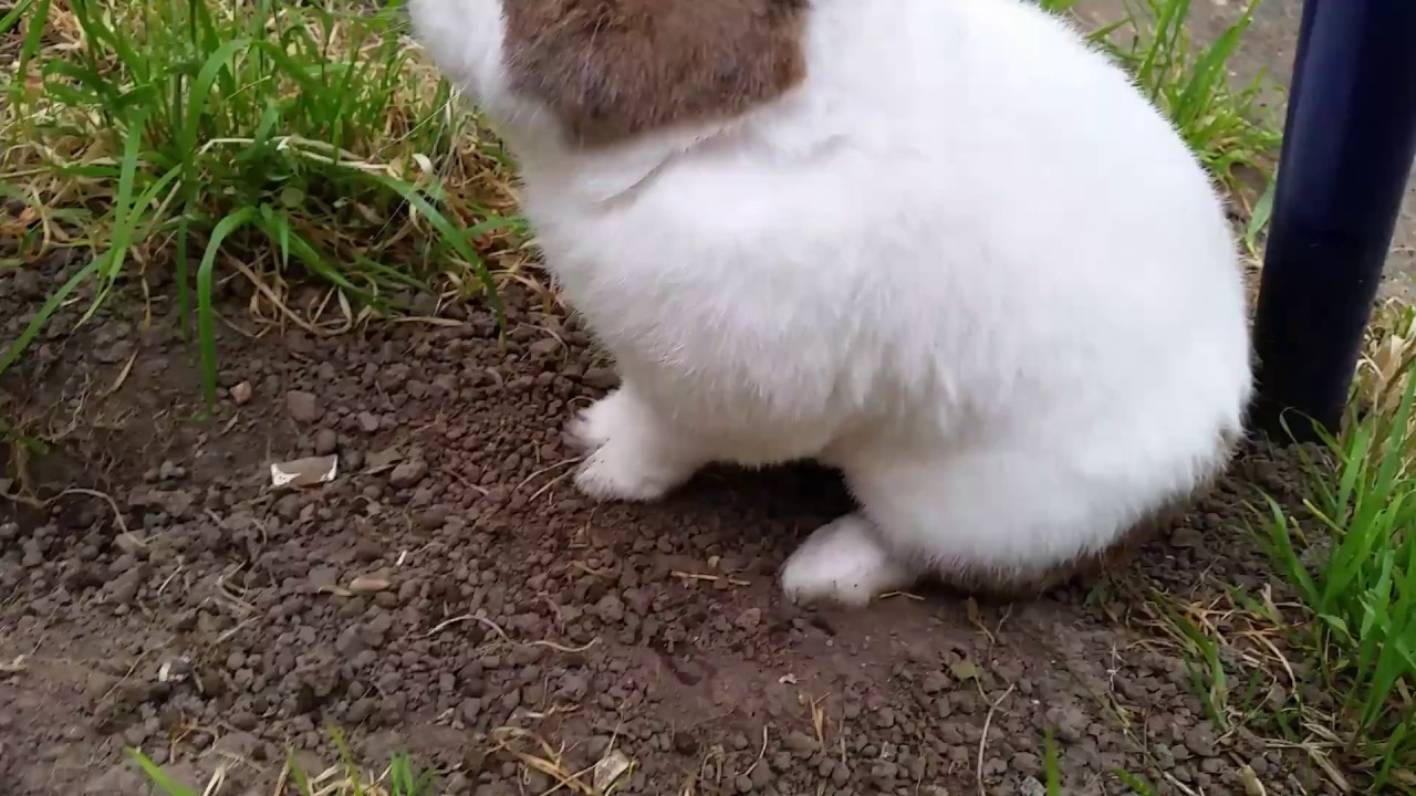 Cute rabbit playing in garden