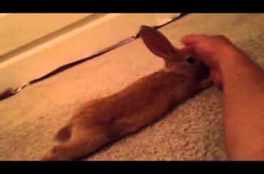 Cute bunny cuddling up