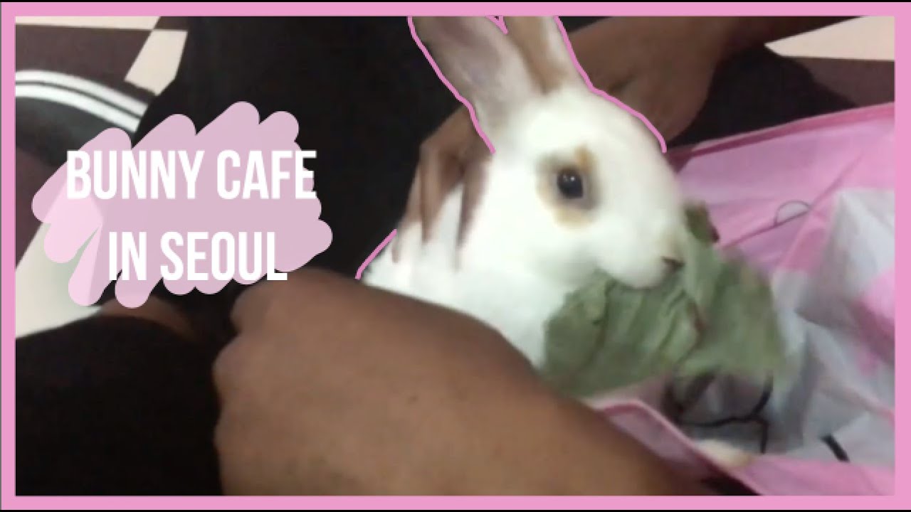 CUTE Bunny Cafe in Seoul 🐰