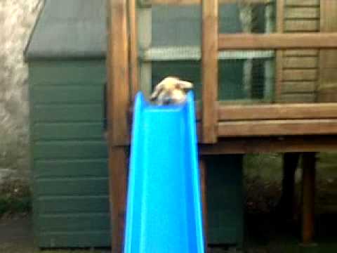Cute Bunny Goes Down Slide
