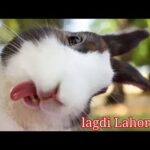 My cute rabbit 💖😍 |  lagdi Lahore Di Aa  | funny baby bunny | funny rabbit 💖