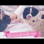 Cute Bunny & Puppy Bedtime - Netherlands Dwarf Rabbits & Cavalier King Charles