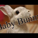 Baby Bunny: loves to jump and play and even roll over - So cute